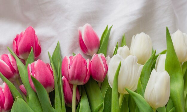 Tulipes roses et blanches isolées sur fond de tissu blanc avec espace de copie