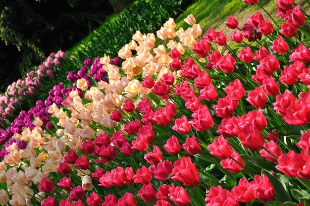 Tulipes roses et blanches pourpres dans le parc de Keukenhof en Hollande