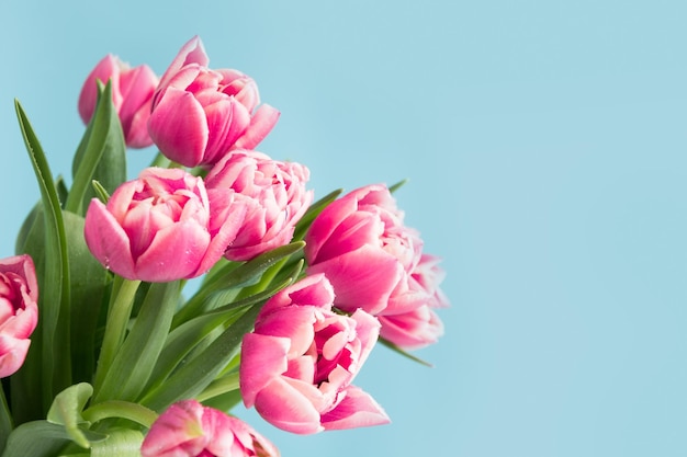 Tulipes roses sur bleu Fête des mères Espace pour le texte