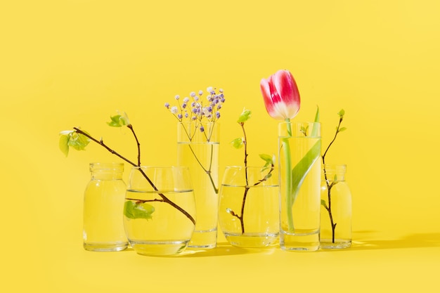 Tulipes roses et branches de bouleau fraîches déformées par l'eau liquide dans des verres sur une composition printanière jaune.