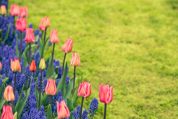 Tulipes roses et champ de jacinthes Muscari