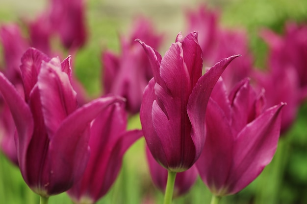 Tulipes roses dans le jardin