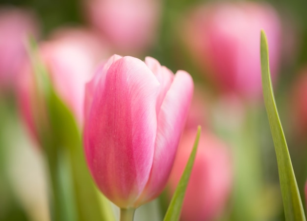 Tulipes roses dans le jardin.