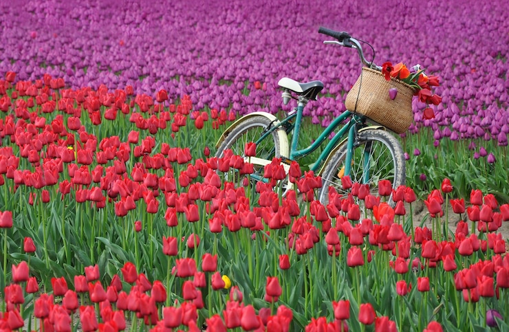 Photo des tulipes roses dans un panier sur le champ