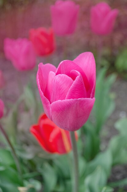 Tulipes roses déposées Tulipes roses en fleurs dans le jardin