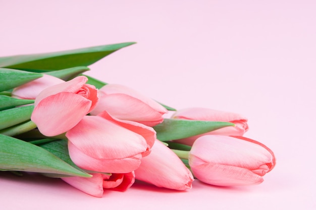 Tulipes roses sur un espace de copie de fond rose