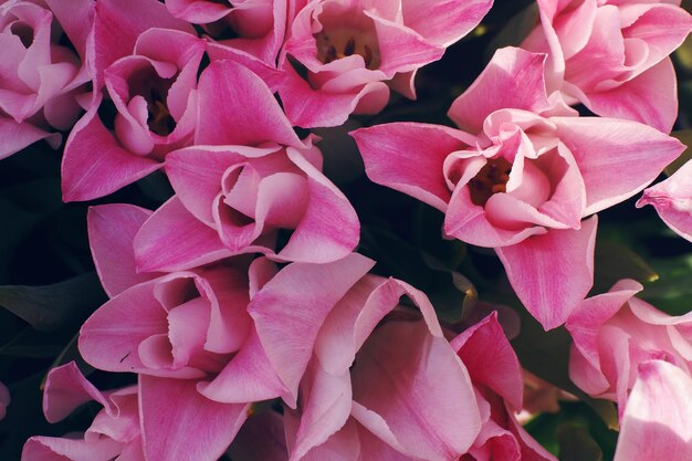 Tulipes roses en fleurs aux beaux jours dans un jardin soft selective focus