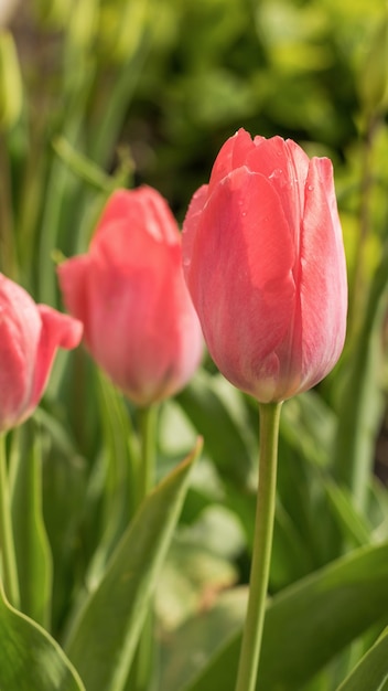 Tulipes roses en fleurs dans le jardin de printemps