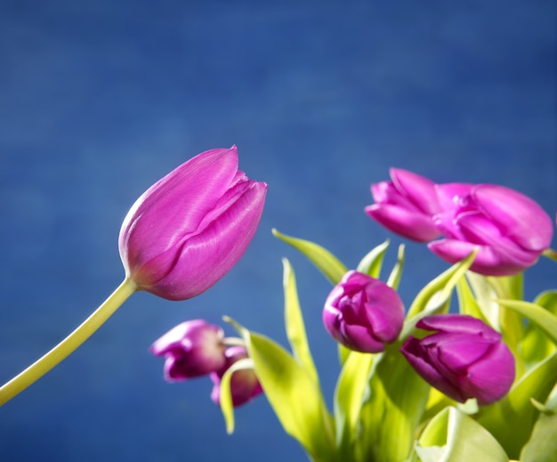 Tulipes roses fleurs sur fond bleu studio