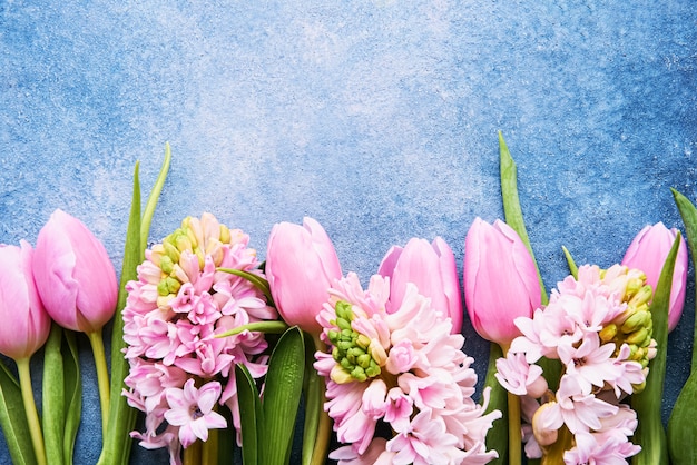 Tulipes roses et fleurs de jacinthes roses sur un mur bleu vif. Vue de dessus, copiez l'espace pour le texte