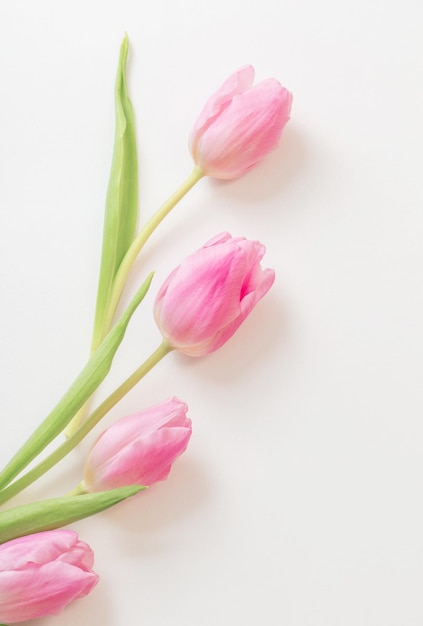 Tulipes roses sur fond blanc