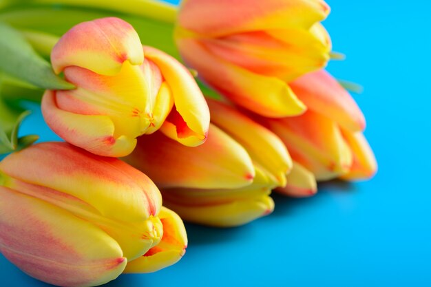 Photo tulipes roses sur fond bleu