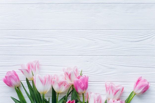 Tulipes roses sur un fond en bois blanc. Vue de dessus et pose à plat.