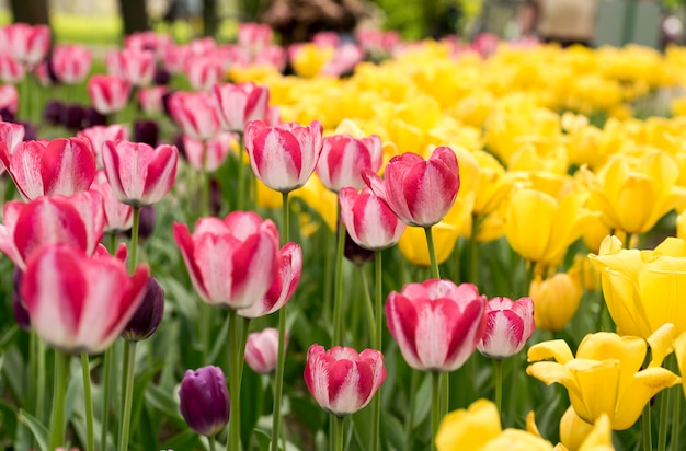 Tulipes roses sur fond jaune au printemps Park sur l&#39;île d&#39;Elagin, Saint-Pétersbourg.