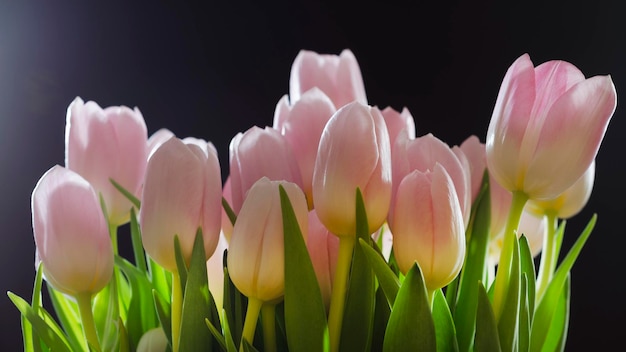 Tulipes roses sur fond noir