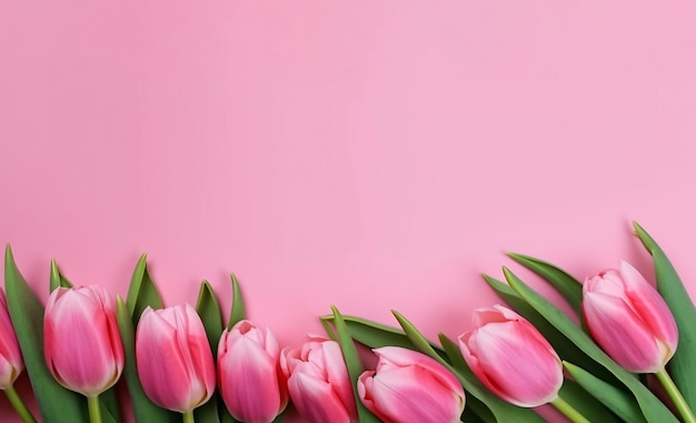 Tulipes roses sur fond rose