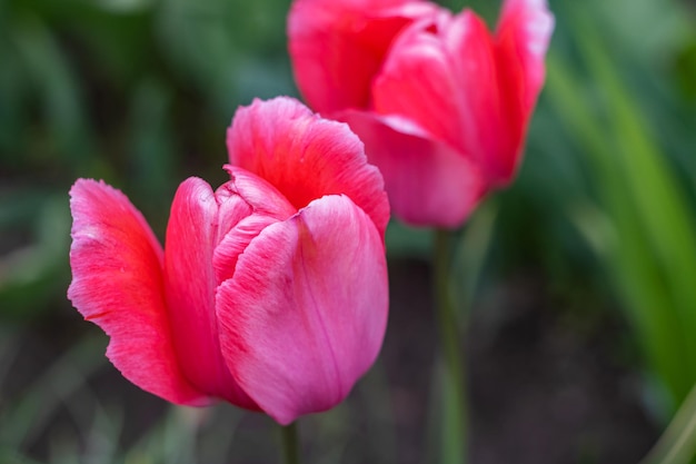 Tulipes roses sur fond de verdure