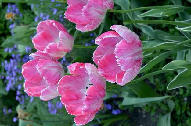 Tulipes roses sur fond vert Tulipes printanières en fleurs