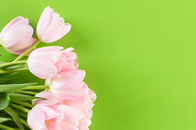 Tulipes roses sur fond vert.