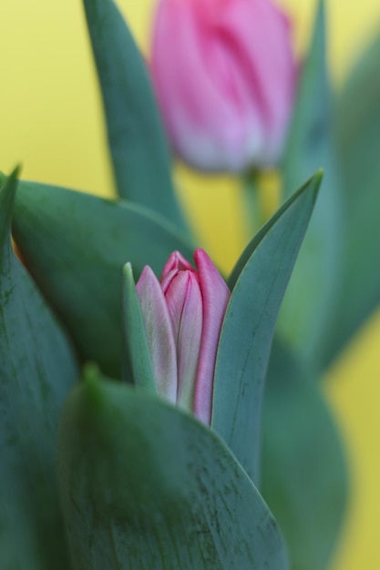 des tulipes roses avec des gouttes d'eau sur un fond jaune vif