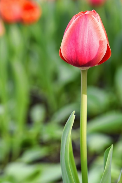 Tulipes roses, gros plan