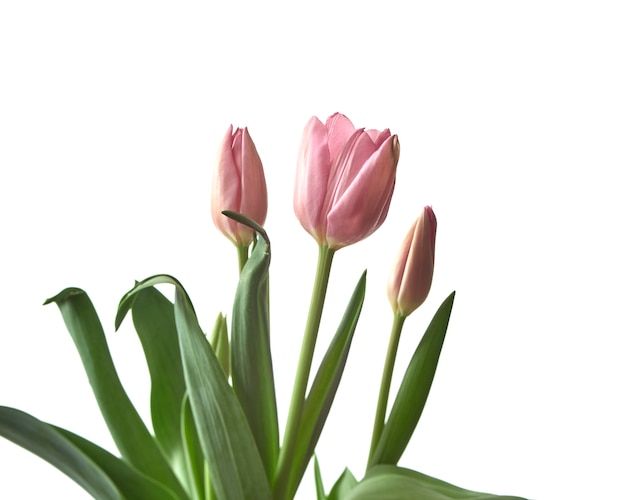 Tulipes roses isolés sur blanc isolé