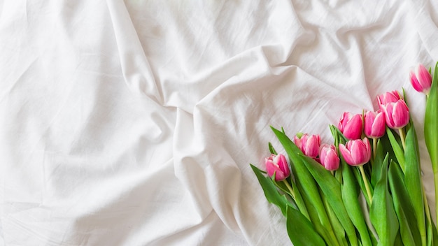 Tulipes roses isolés sur fond de tissu blanc avec espace de copie. Mise à plat, vue de dessus