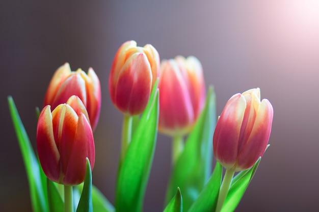 Tulipes roses et jaunes fleurs de printemps tulipes sur fond blanc