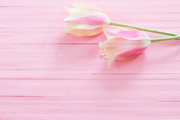 Tulipes roses et jaunes sur une surface en bois peint