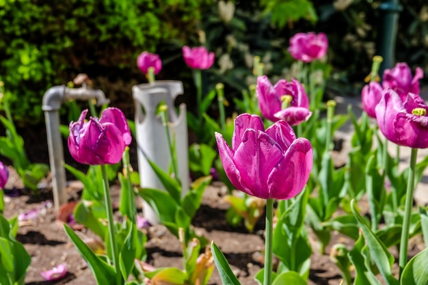 Tulipes roses à Karlovy Vary