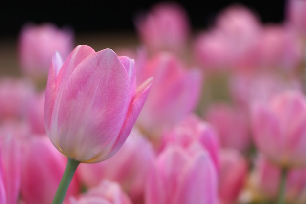 Les tulipes roses ont fermé de beaux pétales en hiver