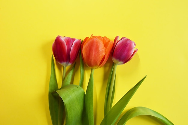 Tulipes roses et oranges sur fond jaune