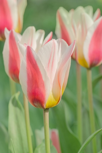 Tulipes roses poussant dans un parterre décoratif dans le jardin du parc de la ville