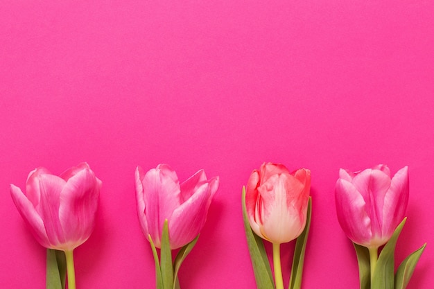 Tulipes roses sur la surface du papier rose