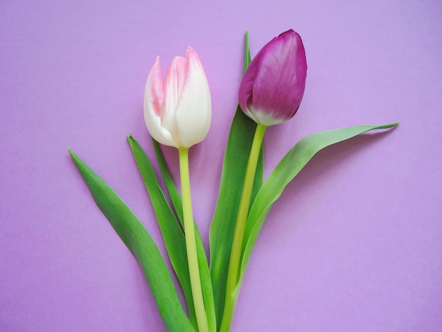 Tulipes roses et violettes. Fond de printemps lumineux.