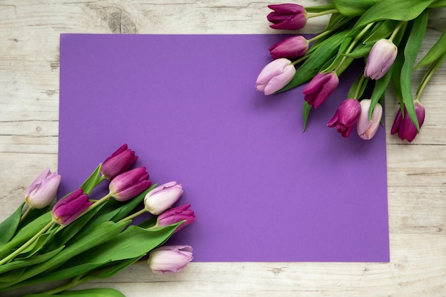 Tulipes roses et violettes sur fond violet