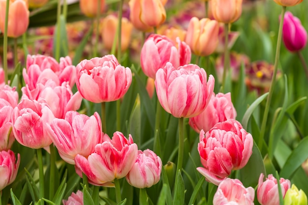 Tulipes roses