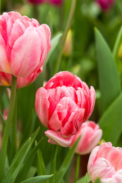 Tulipes roses