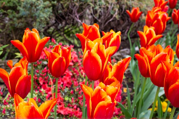 Tulipes rouge-orange dans le parterre de jardin de printemps avec des tulipes en fleurs, été