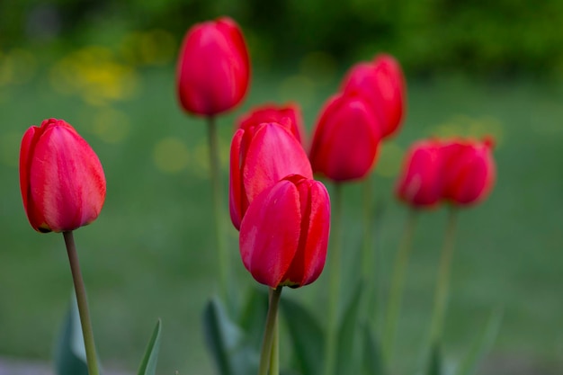 Tulipes rouges en arrière-plan Bouton de fleur au printemps à la lumière du soleil Lit de fleurs avec des fleurs Tulipes en gros plan Fleur rouge