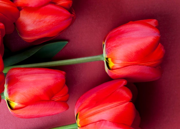 Tulipes rouges au printemps un bouquet de tulipes rouges à offrir en vacances