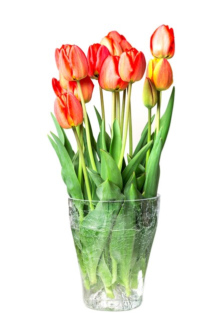 Tulipes rouges au vase sur fond blanc