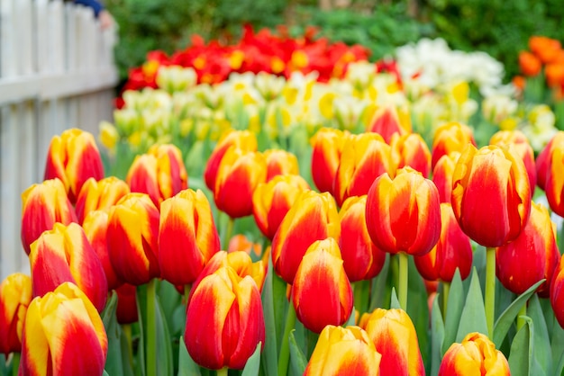 Tulipes rouges de belles fleurs. Fond naturel Tulipes à fleurs de printemps.