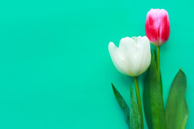 Des tulipes rouges et blanches sur un fond vert vif pour copier le texte