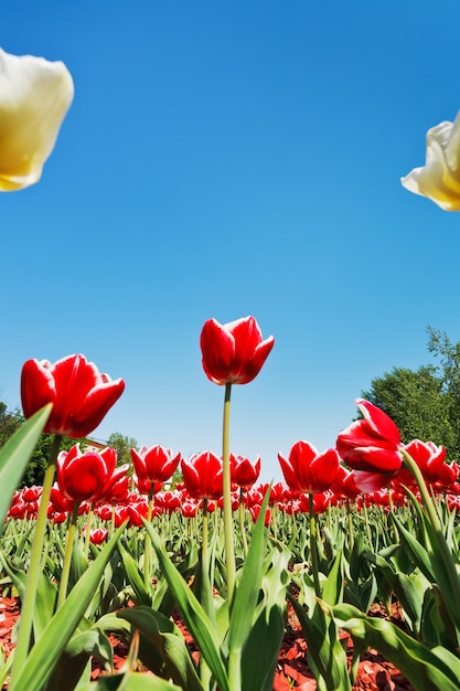 Tulipes rouges et blanches sur lit de fleur sur ciel bleu