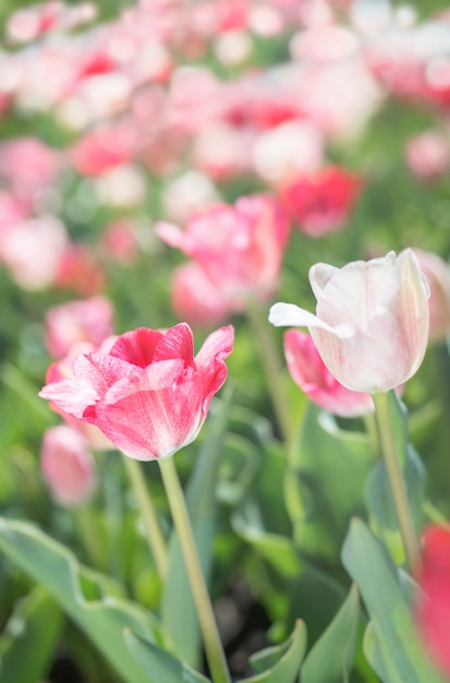 Tulipes rouges et blanches à rayures