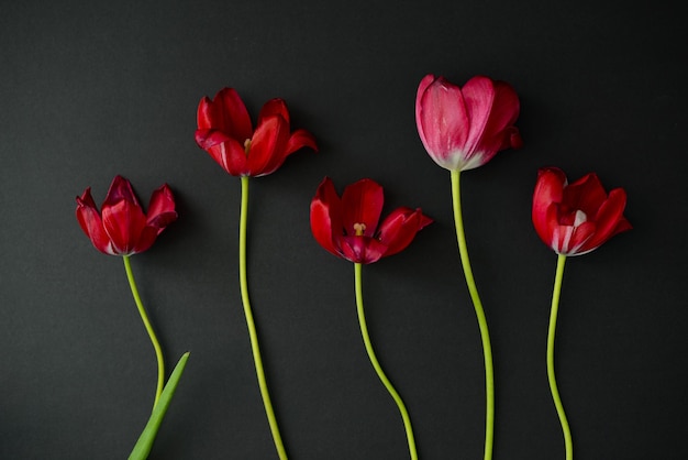 Tulipes rouges Cinq fleurs décolorées rouges isolées sur fond noir fleurs rouges