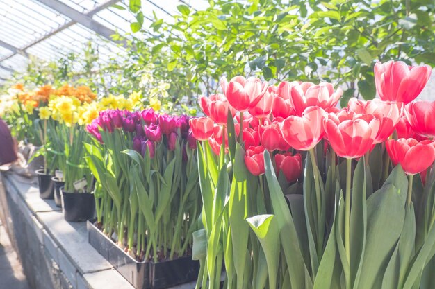 Tulipes rouges dans les champs de serre de tulipes Semis de printemps agroalimentaire