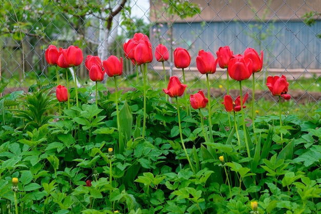 Tulipes rouges dans le jardin devant une clôture grillagée