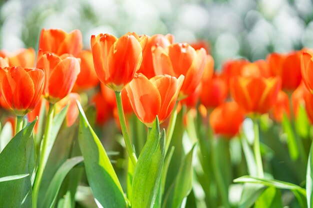 Tulipes rouges dans le jardin du parc